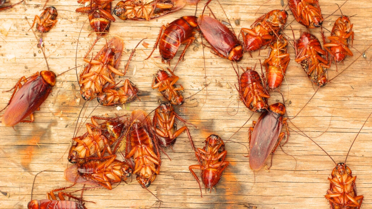 Tarakany, ikh privychki