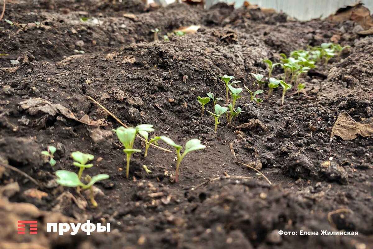    Фото: Пруфы.рф