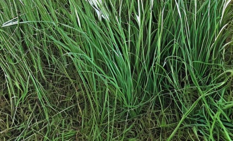    Новаторские РНК-гербициды могут способствовать более устойчивой борьбе с сорняками