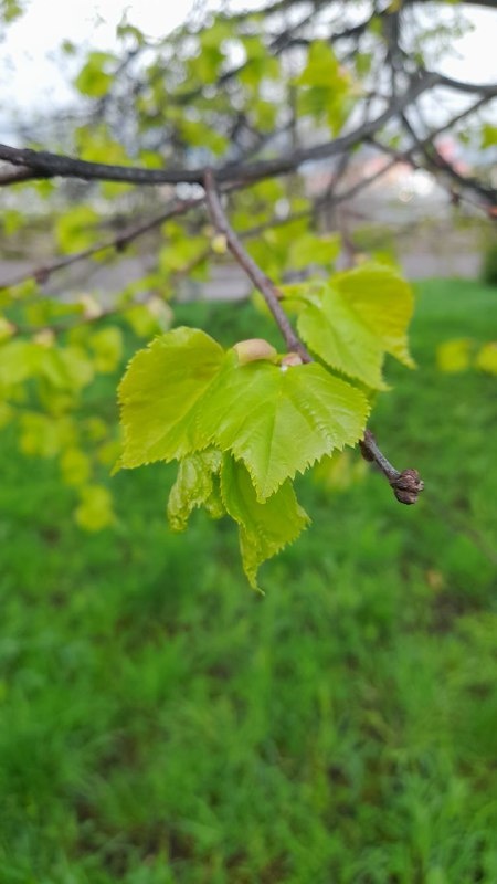 Несмотря на холодную погоду, природу уже не остановить!