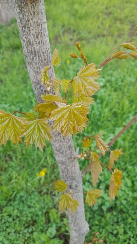 Молодые кленовые листочки