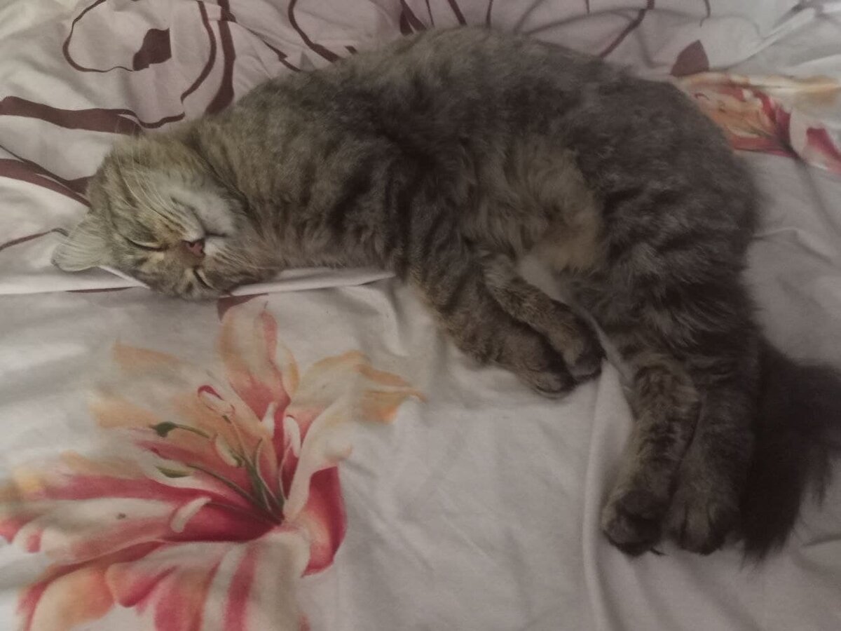 Кот Мурзик сбежал из нового дома