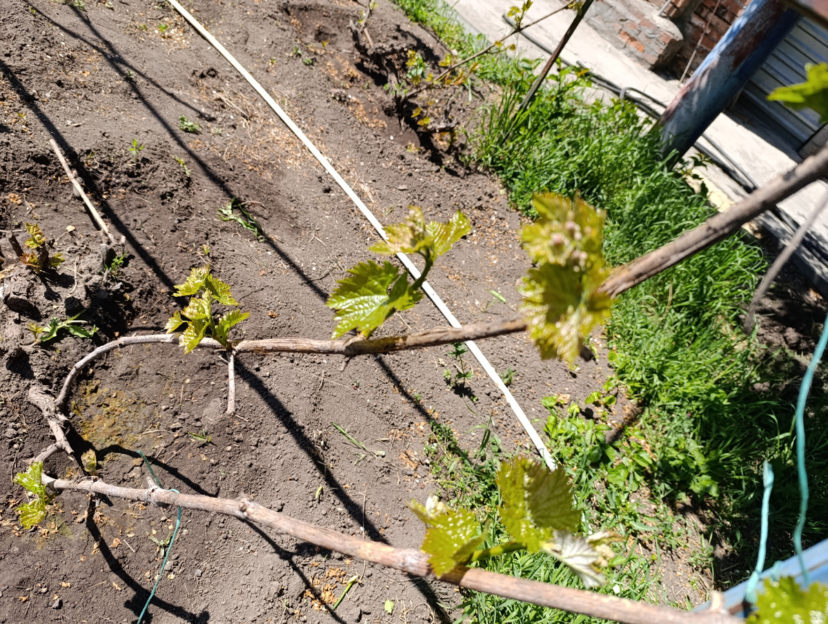 Эти держатся. Донской агат