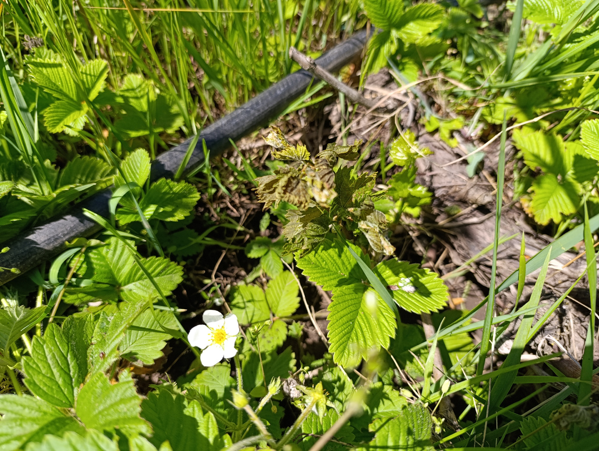 Здесь почернел побег