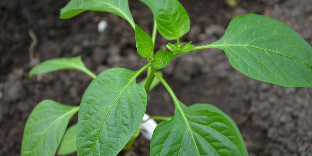 Что лучше всего добавить в лунку при посадке Перцев: главный секрет хорошего урожая