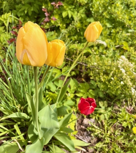 Тюльпаны в мае. Фото из личного архива