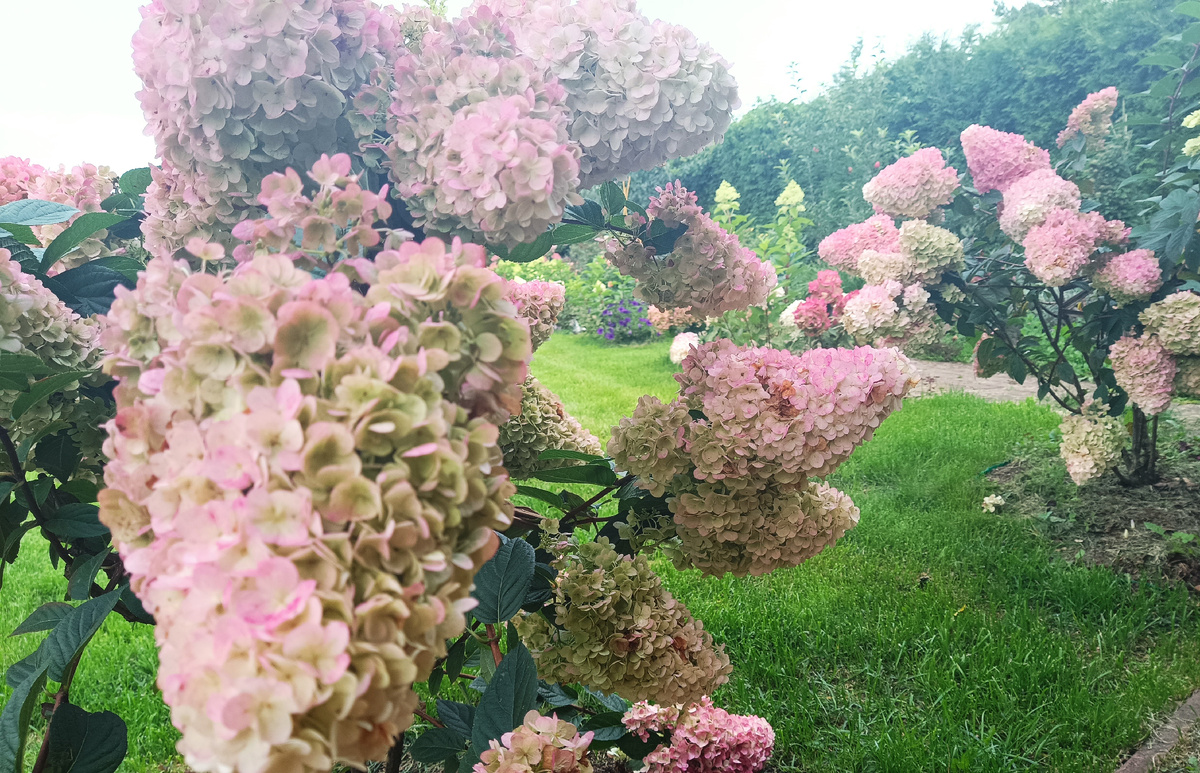 САНДИ ФРЕЙЗ