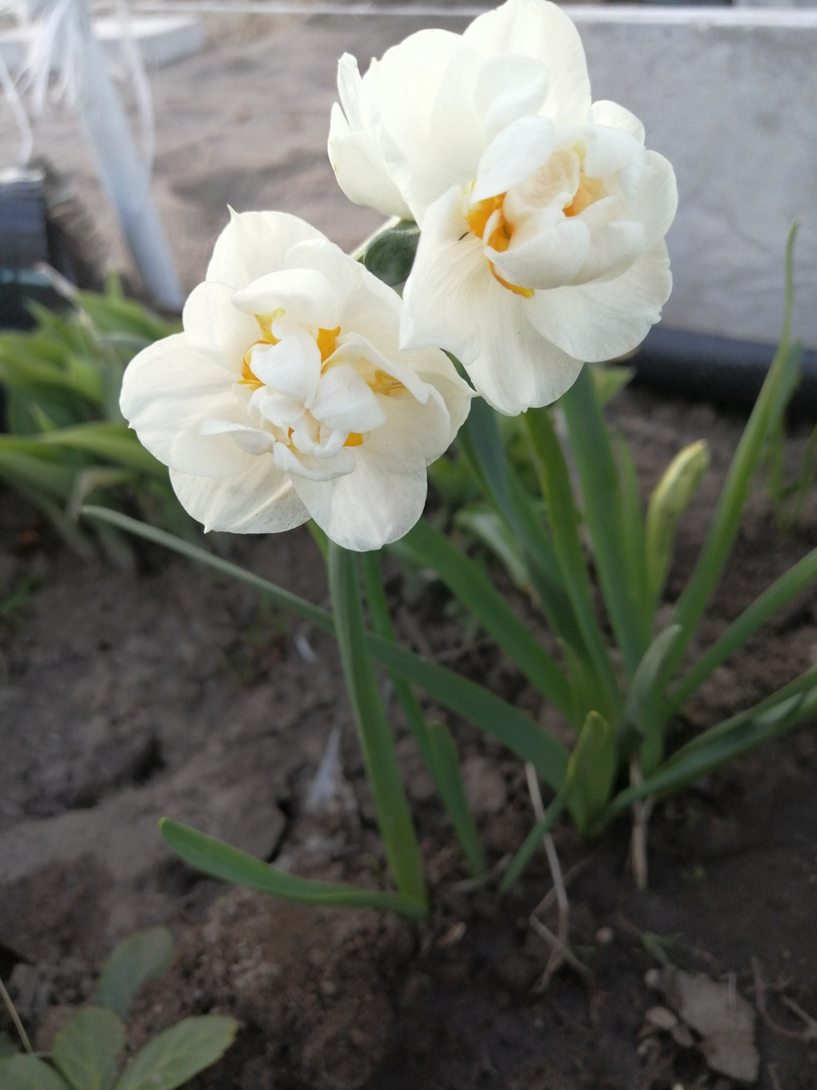 Фото весны 2024 года. В этом году этот нарцисс не цветет