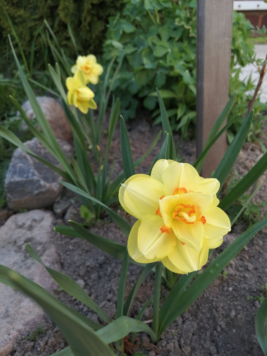 Махровость на месте в 2024 году