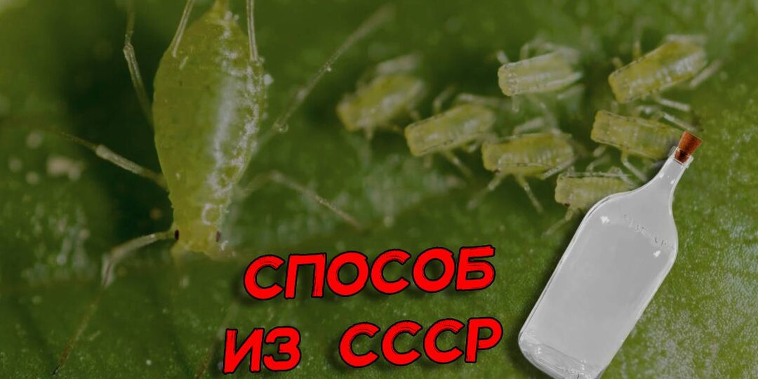 Бабушка показала, как избавиться от тли в саду. Советские способы борьбы, которые всегда работают