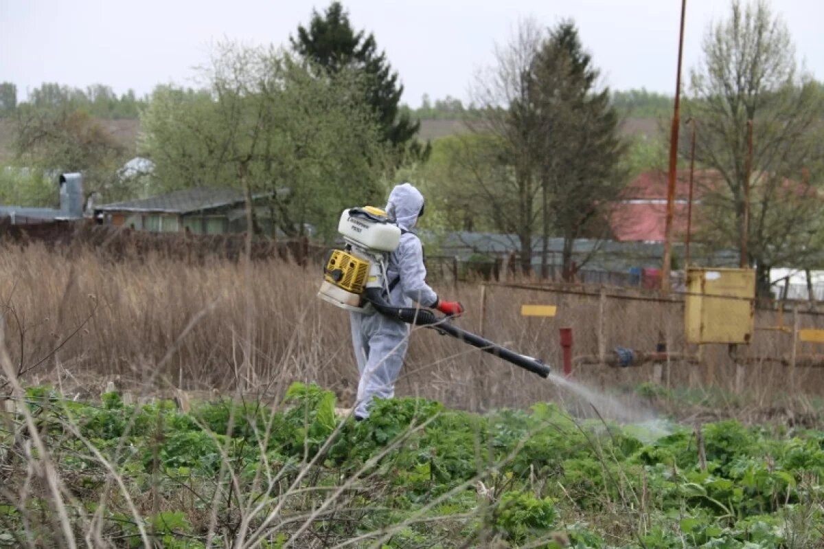    Свыше 1000 га собираются обработать от борщевика Сосновского в Туле