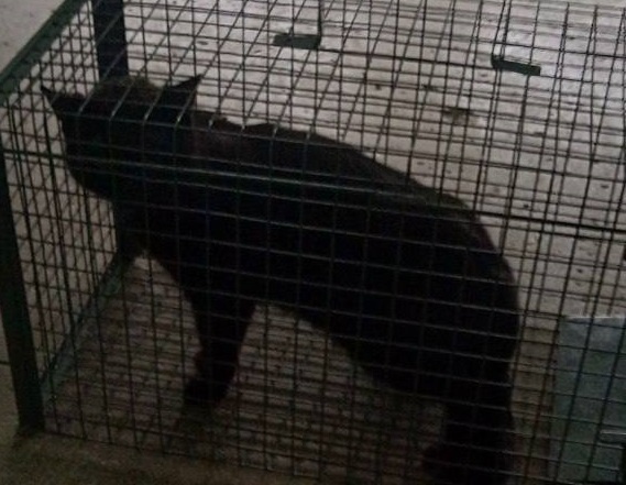    Последним выжившим остался котик, которого вытащили из западни накануне вечером