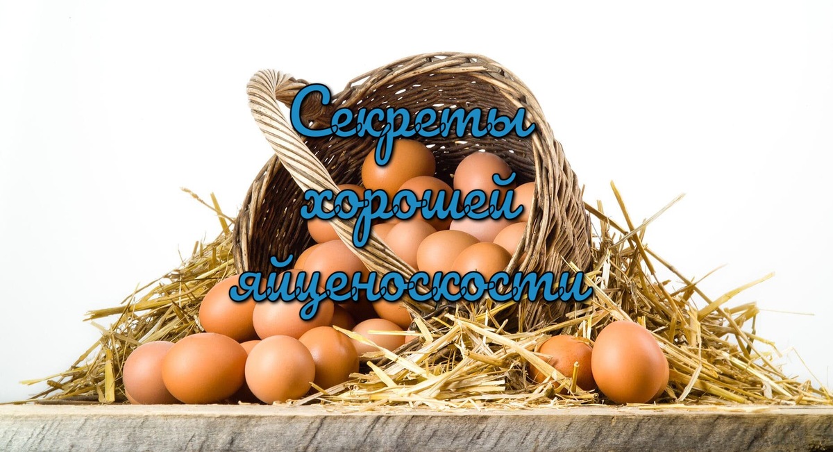 Старт недели "Секреты хорошей яйценоскости"