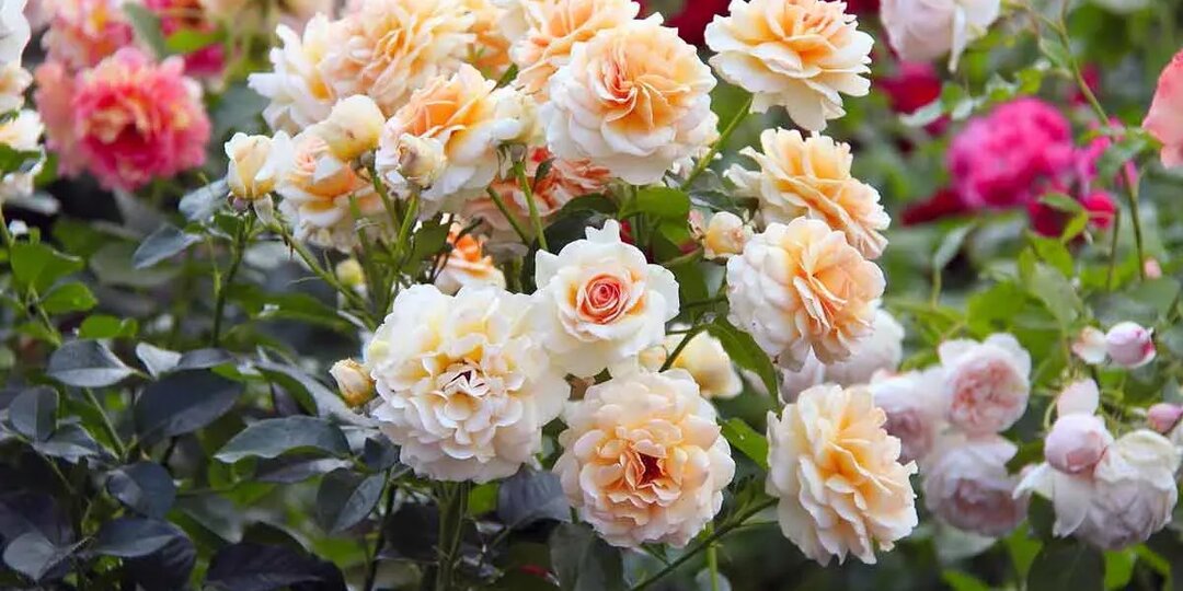 Выращиваем розы для сада из букетов – особая техника