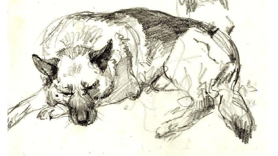 Искусство рисования животных: руководство для начинающих