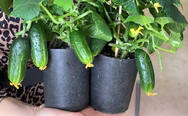 Выращиваем огурцы на подоконнике в самых обычных стаканах круглый год