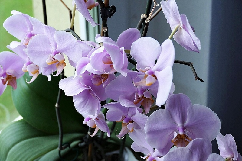 Выращивание орхидей из цветоноса – два лучших метода