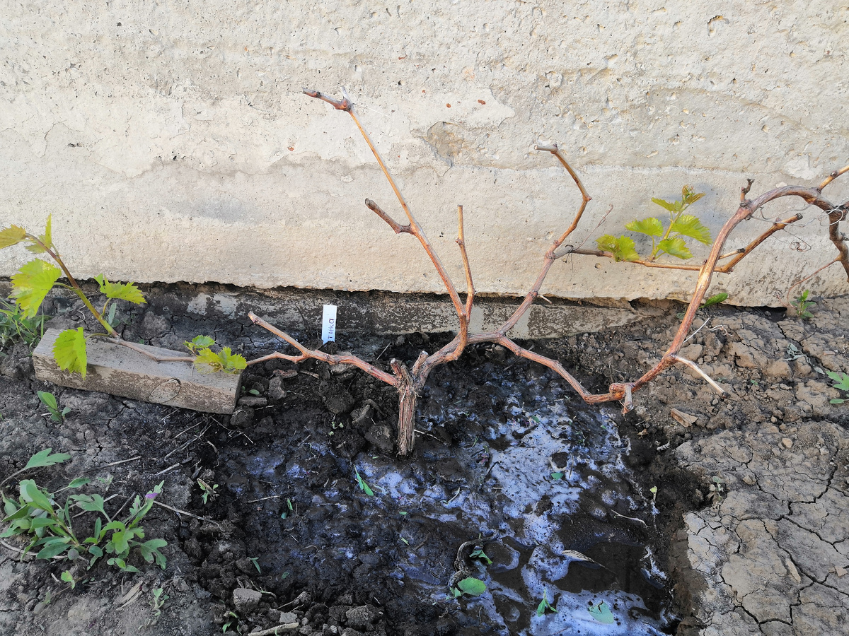 Может Аттика, может 342