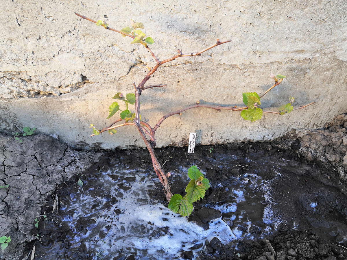 Виноград сорта Рилайнс