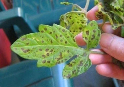 Пятнистость на листьях рассады