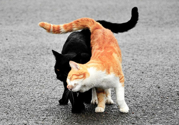 Картинка из интернета