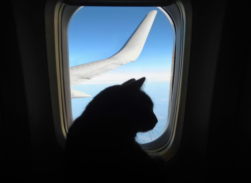 Картинка из интернета