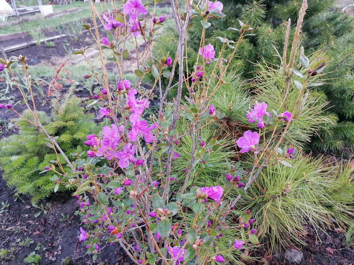 Так цветет кустик маральника (он же багальник), а на самом деле рододендрон Ледебура.