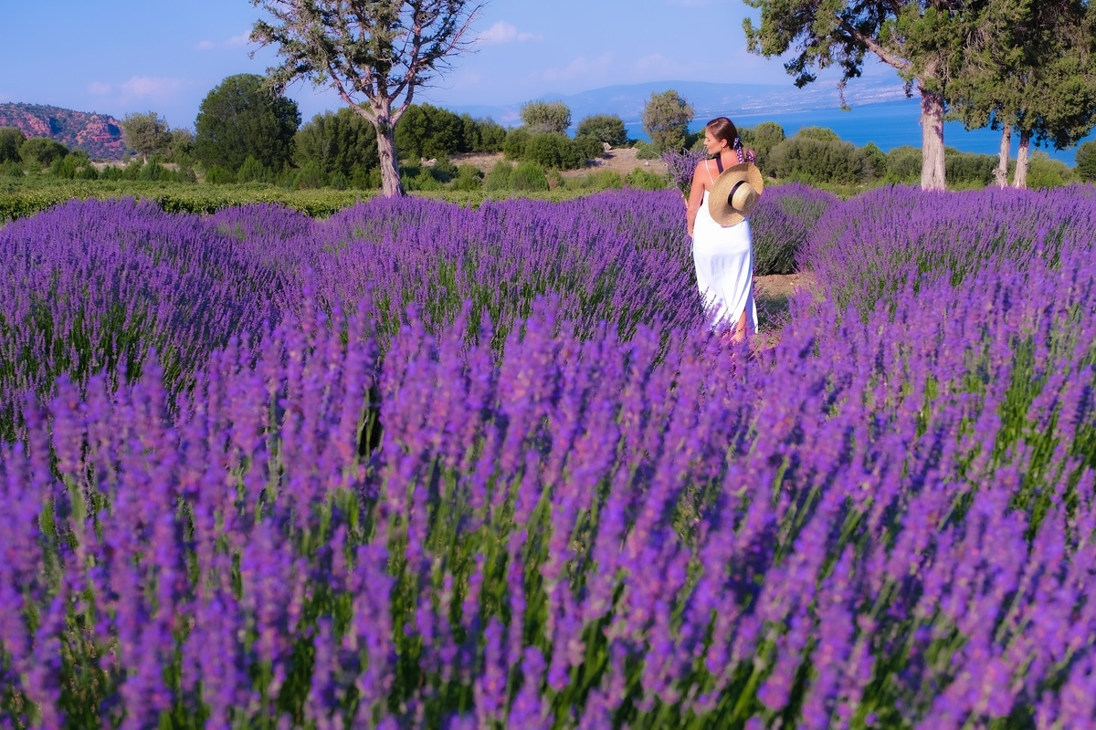 Лаванда в Гюндоар