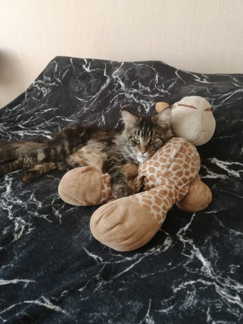 Таких замечательных котов ещё поискать надо!