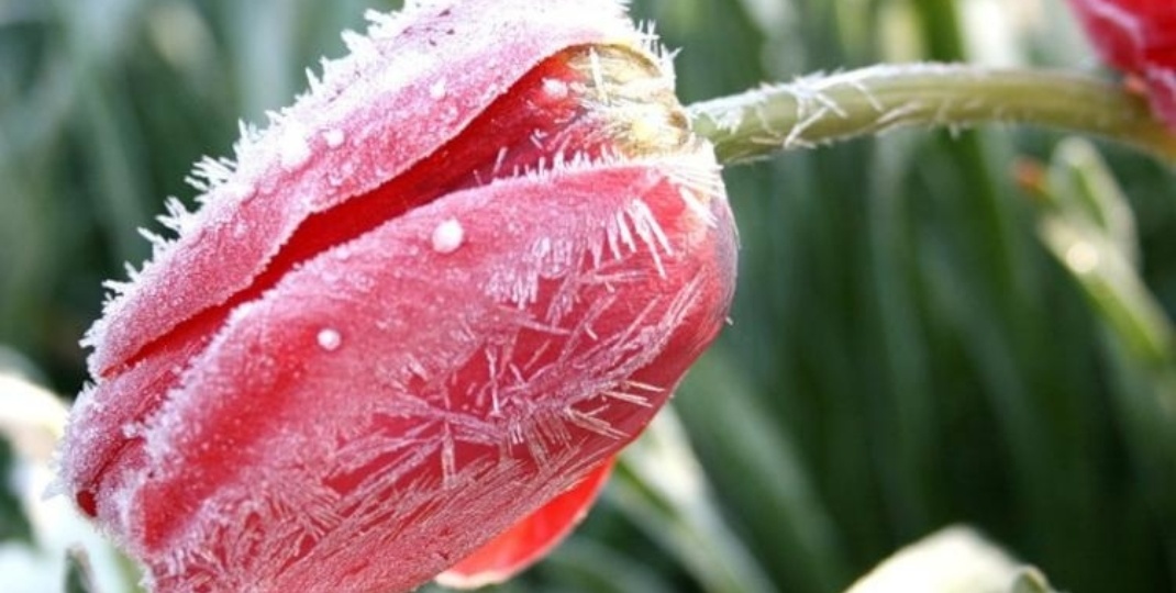 Защита от заморозков