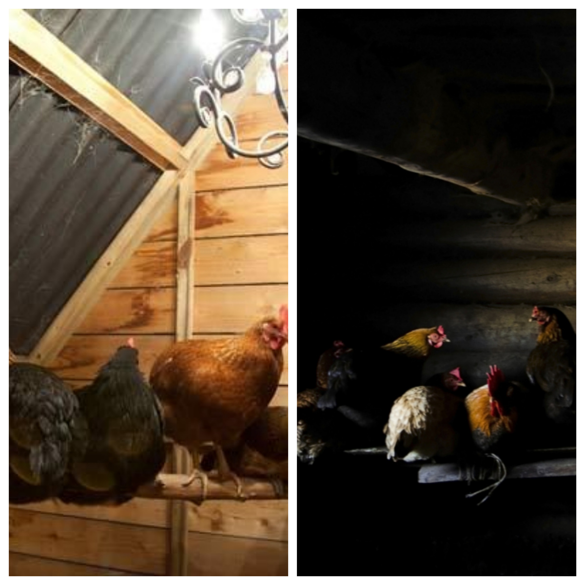 Угадайте, какие куры несутся больше?