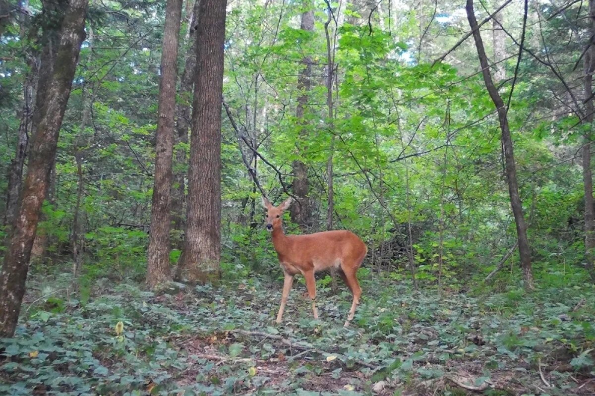    Ощетиньтесь, вас снимают!