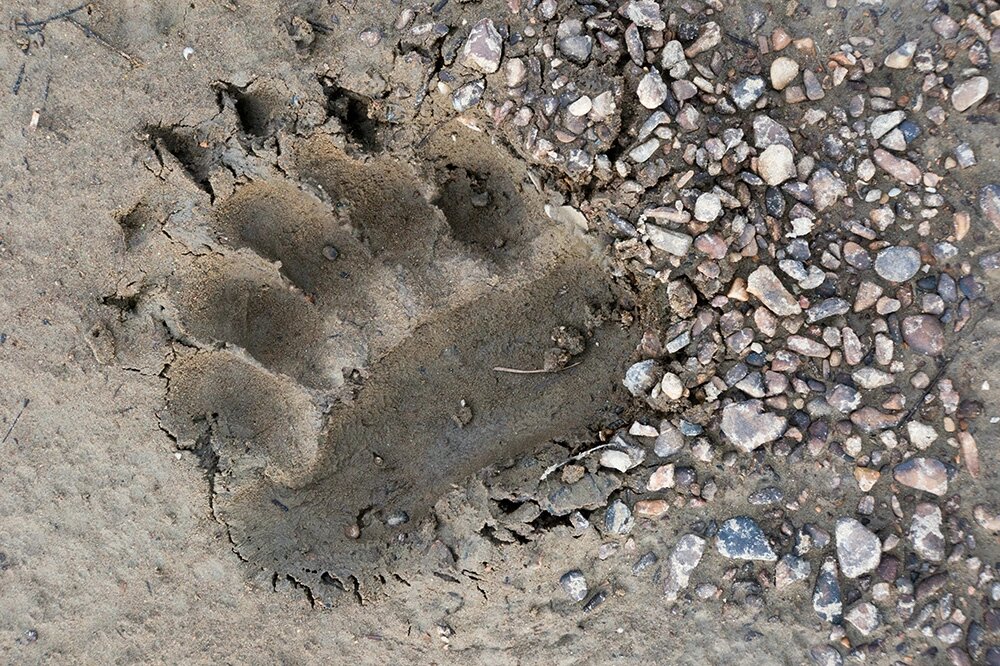    Заповедник «Большехехцирский». Фото: ФГБУ «Заповедное Приамурье».