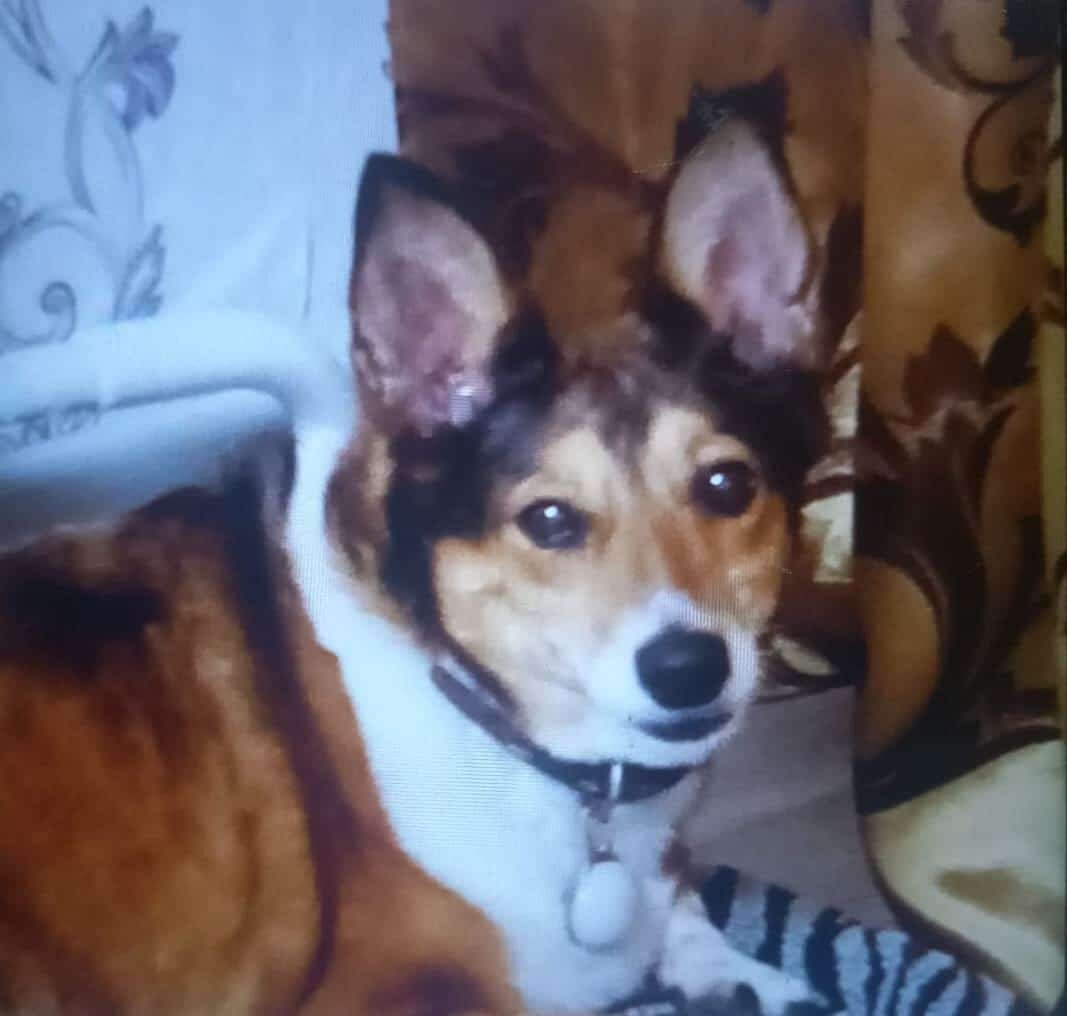    Фото: пресс-служба УМВД по Омской области