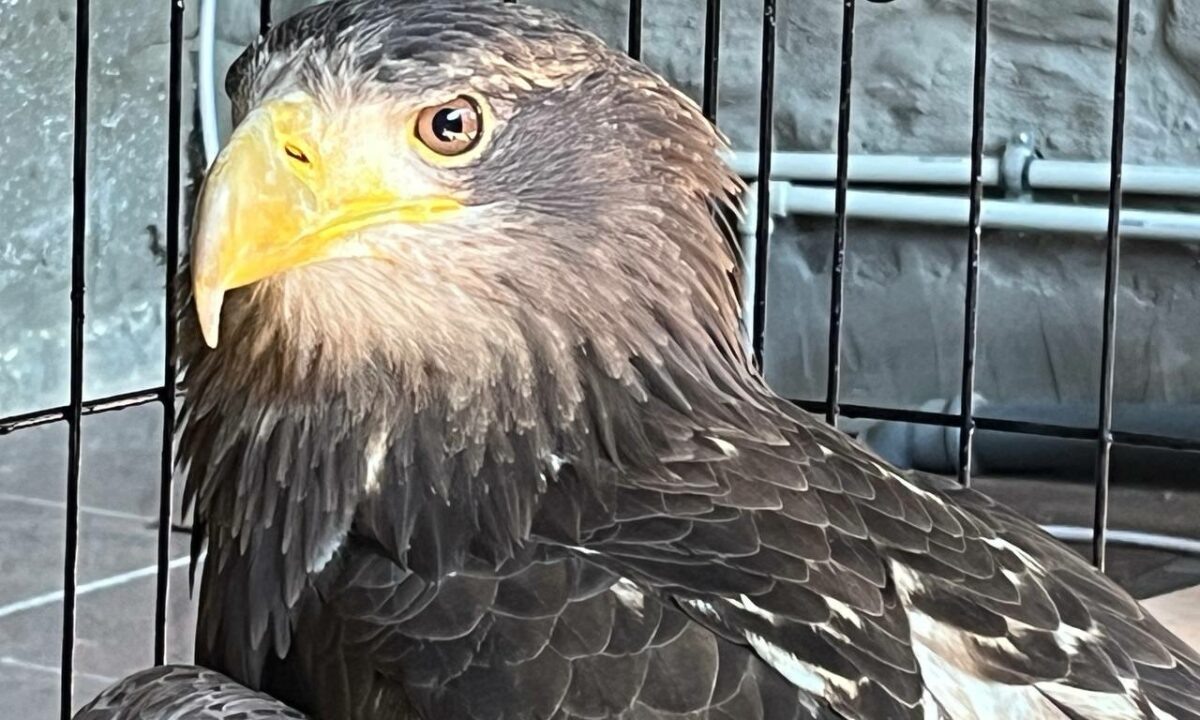    Фото t.me/sochigeograf