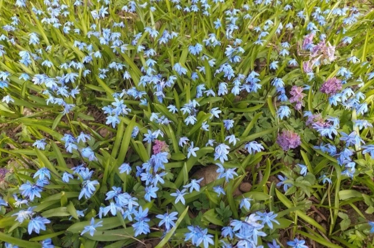    До +15 градусов прогреется воздух в Псковской области 30 апреля