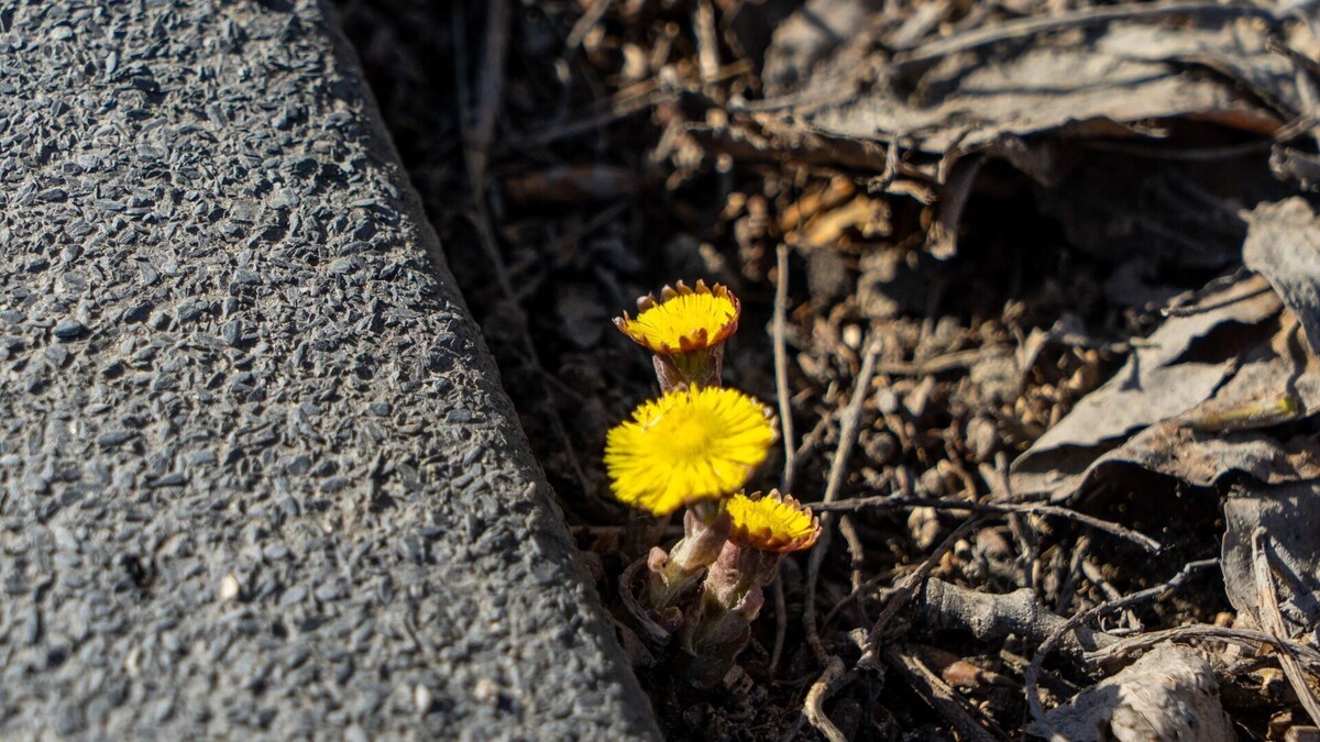     Источник: 1MI