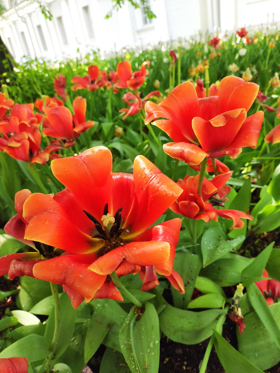 Фестиваль тюльпанов на Елагином острове