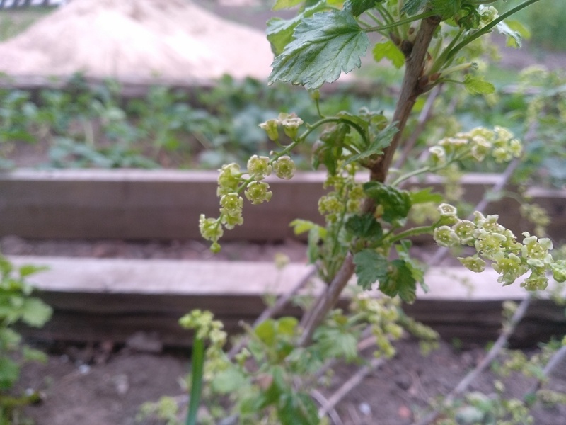 Ветка белой смородины после того, как оборвали поражённые галловой тлей листья