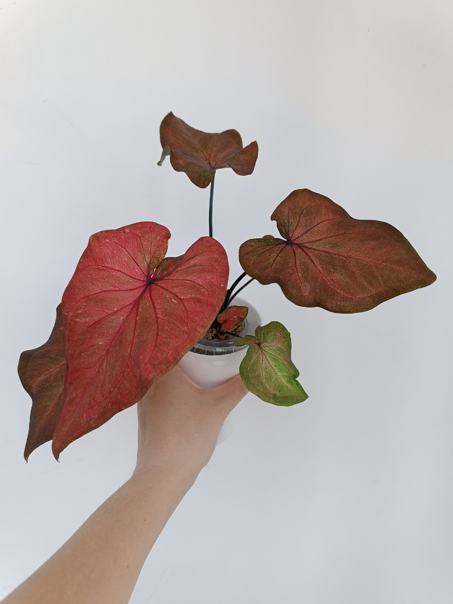 Каладиум из семян на фитиле 