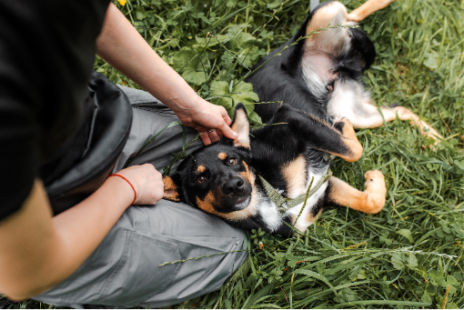 Деймонду не нужно попрошайничать — он заслуживает вкусняшку просто за то, что он есть
