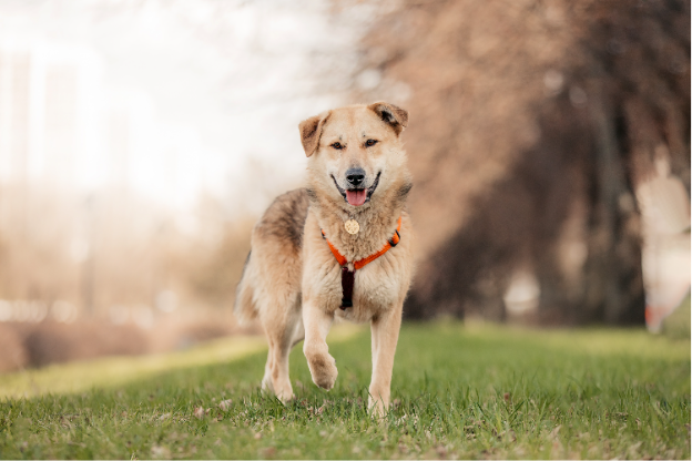 Все рекомендации можно практиковать с Ромео, ведь он ищет любящую семью