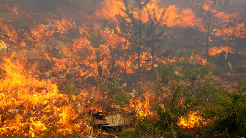 Фото: Олег Харсеев / Коммерсантъ