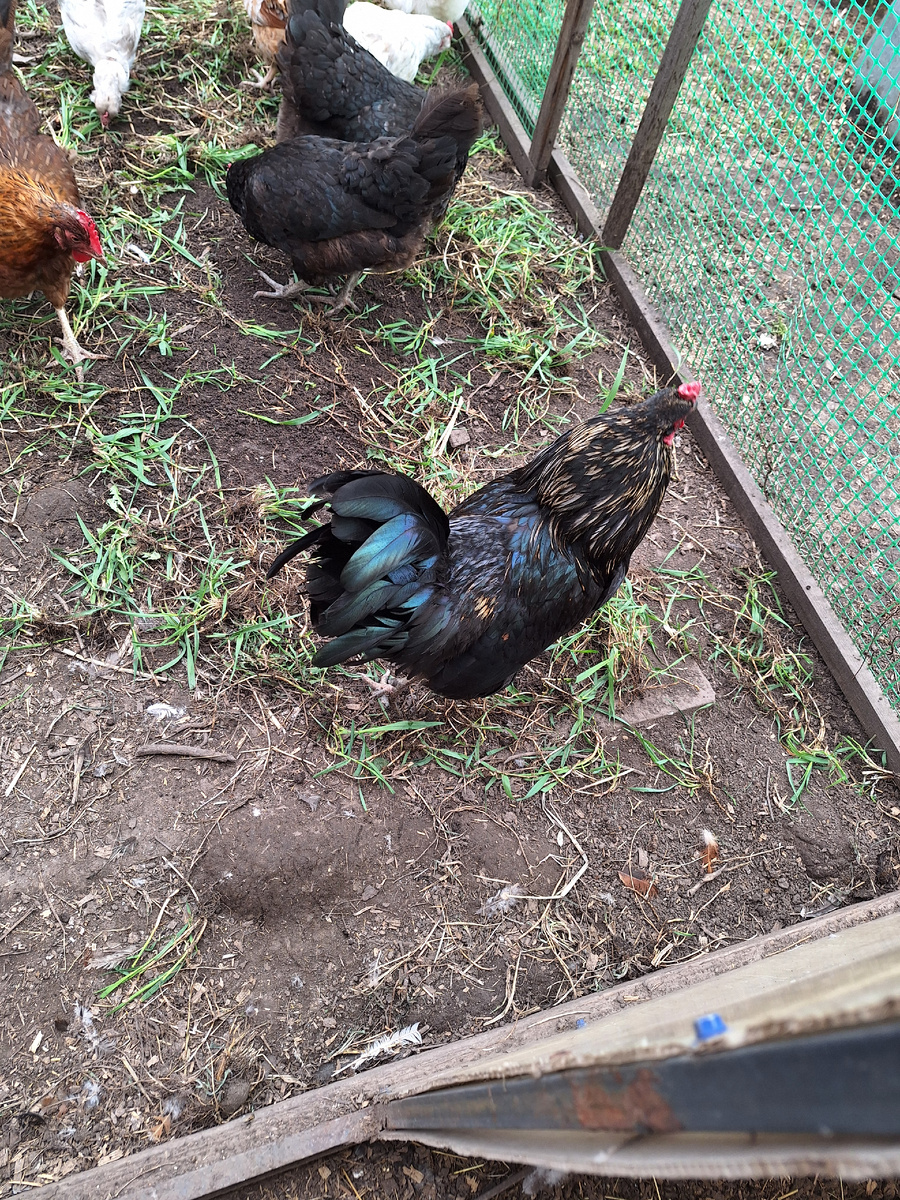 Вот один петух