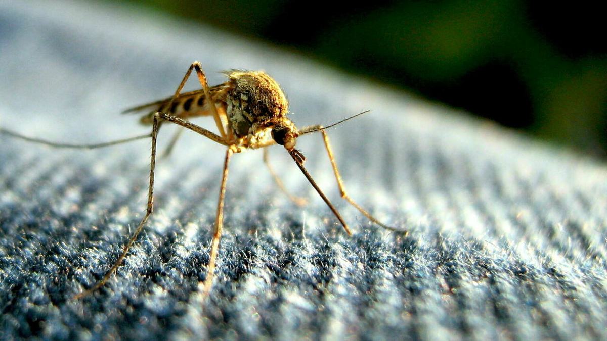 Я помню, как два года назад ситуация в моём регионе стала просто критической: по всем углам висели клейкие ленты, покрытые насекомыми