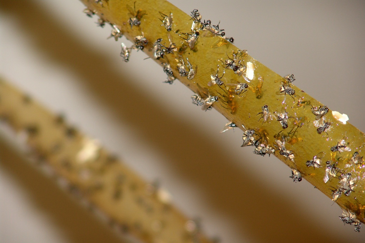 В какой-то момент сам по себе возник вопрос: «а есть ли способ справиться со всей этой живностью без химии, без паутины проводов фумигаторов и без бесконечного битья мух хлопушкой или полотенцем»? 