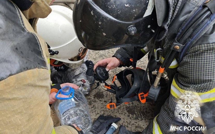    Мужчину и кошку спасли во время пожара в Ижевске