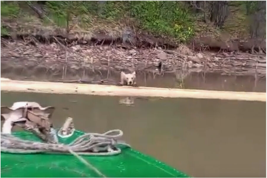 Скрин от ресурса gazeta.ru