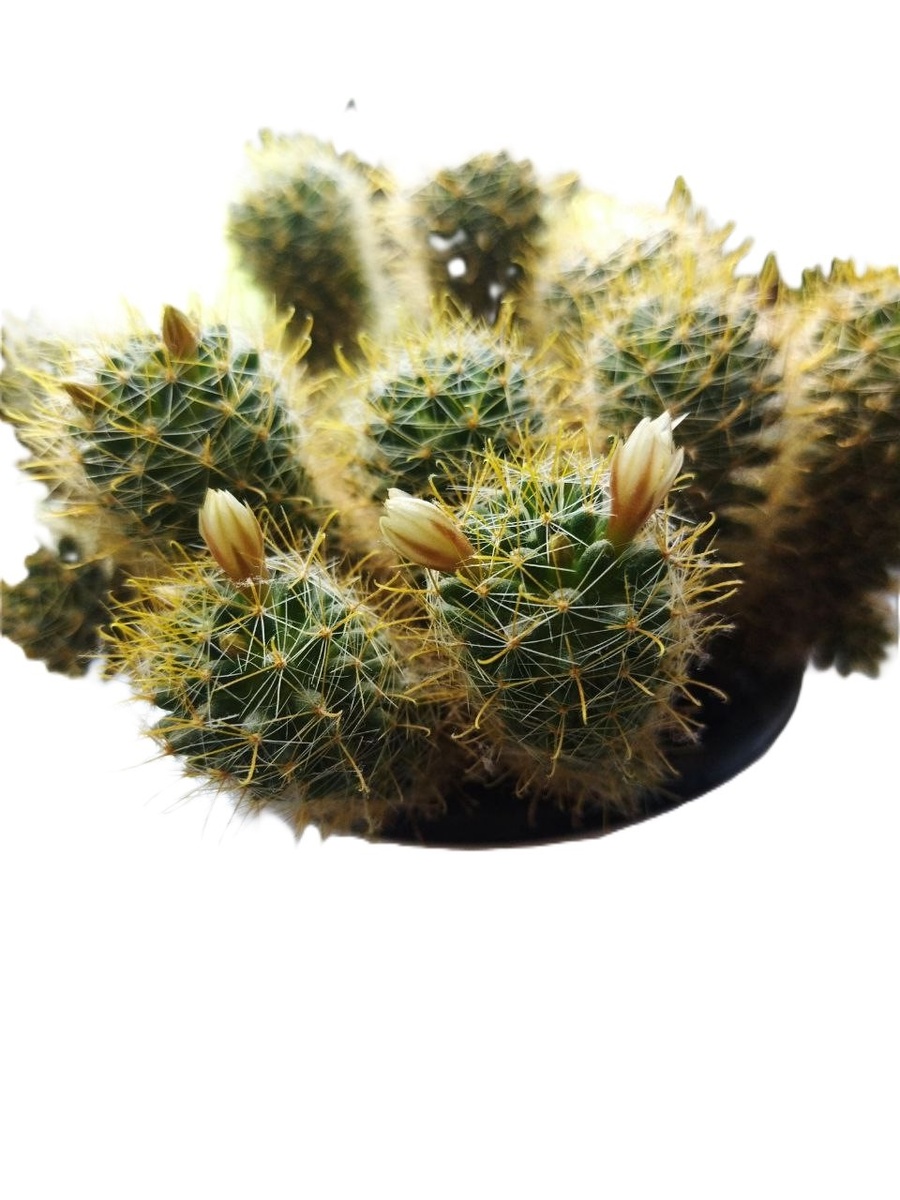 Весна - время цветения кактусов