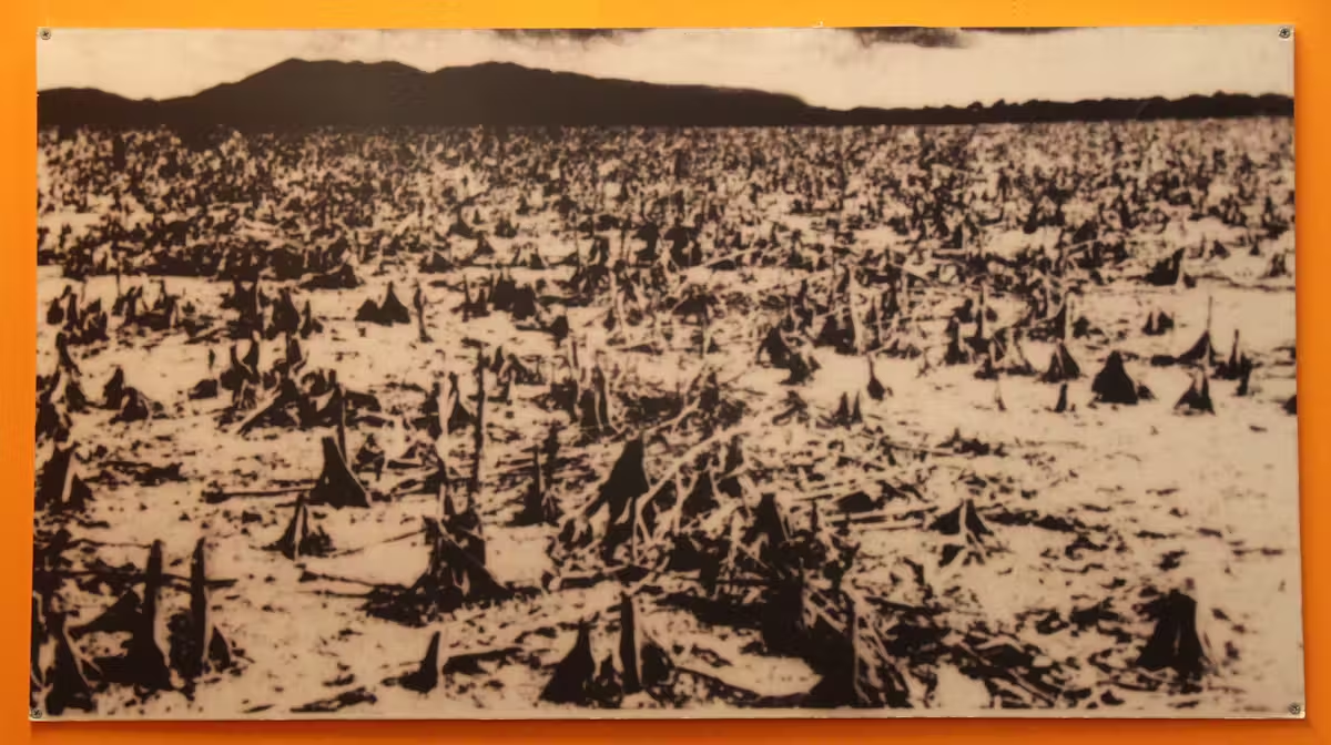 На фотографии из Музея пережитков войны в Хошимине, исторически известном как Сайгон, показан ущерб, нанесенный мангровому лесу Сан-Ги. Мангровый лес был уничтожен гербицидами, бомбами и плугами.